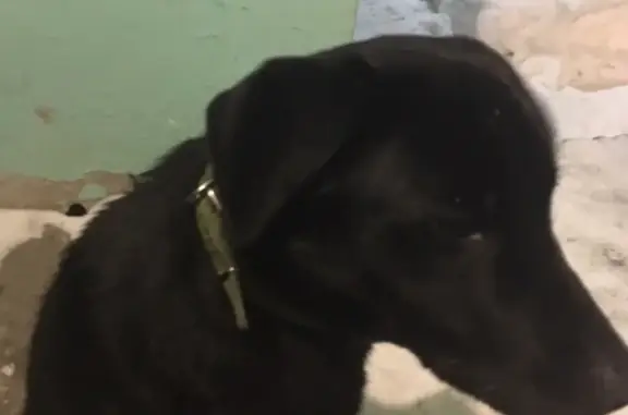 Пропала собака Харт в Жигулёвске