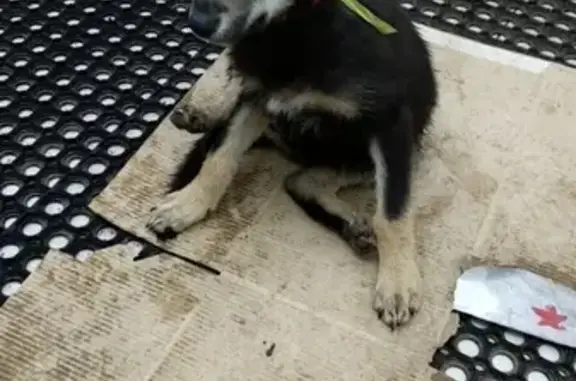 Найдена собака на улице Маршала Захарова, Москва