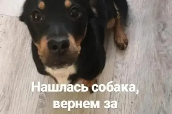Найден щенок на ул. Лермонтова 138/4 в Якутске