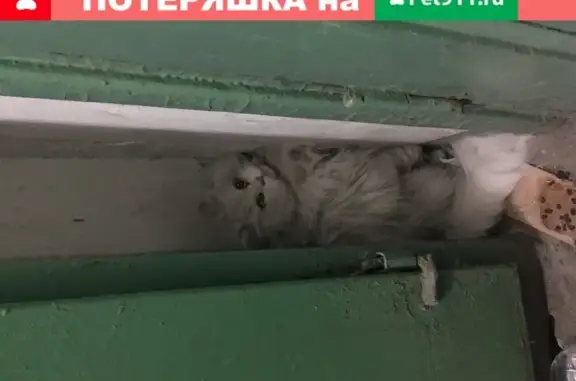 Найдена белая кошка в Омске на улице Путилова