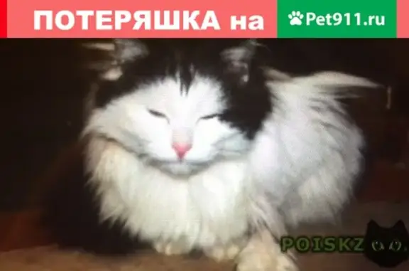 Найдена кошка в СНТ Ручеек, Кубинка-10
