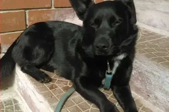 Пропала собака в Казани: Дружа, район Адмиралтейской слободы.