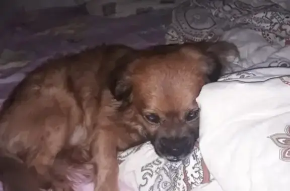 Пропала собака Боня в Сургуте