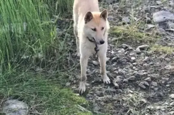 Пропала собака в Салехарде - лайка Бурахойло