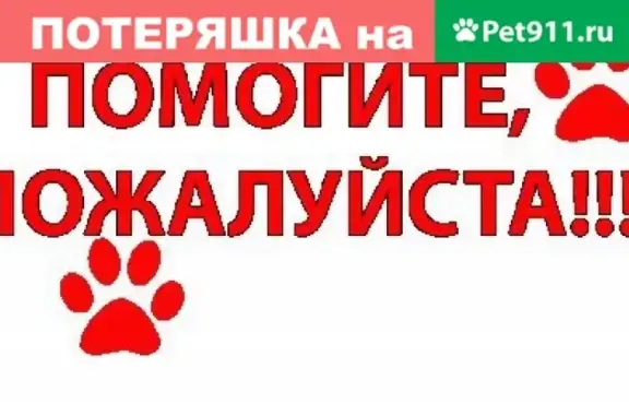 Пропала собака в Култаево!