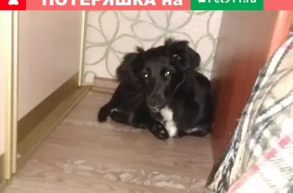 Собака найдена на ул. Иванова, Братск.