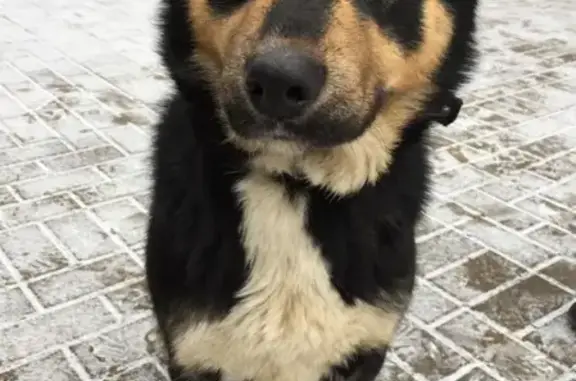 Найдена собака на Новорижском шоссе, ищем хозяина.