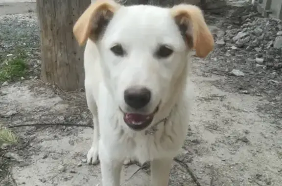 Найдена собака в районе Бородина, Симферополь