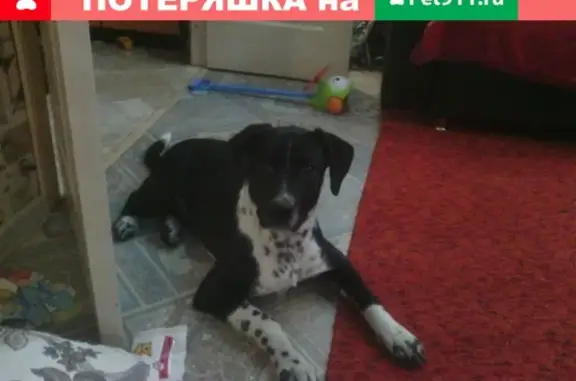 Найдена собака с чёрным ошейником в Братске