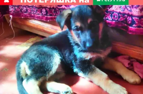 Пропала собака в Киселёвске, вознаграждение.