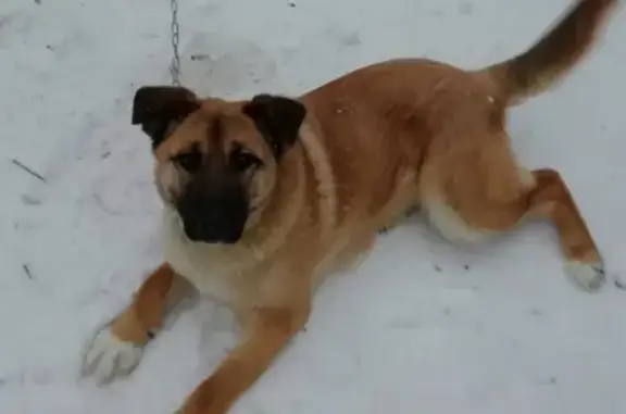 Пропала собака в Ижевске, район шундов, татар базар