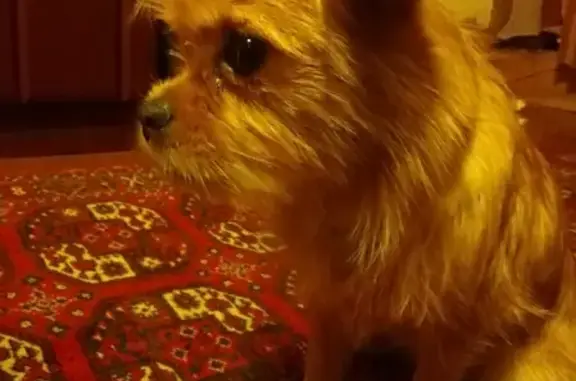 Собака найдена в Колычёво, Московская область