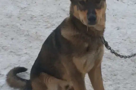 Пропала собака Полкан, ул. Юбилейная, Кострома.