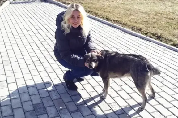 Собаки потеряшки, Липецк, фото: Потеряшка собака на ул. К. Цеткин, г. Липецк