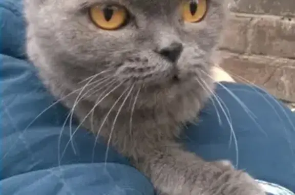 Кошка найдена у Второй школы в Ростове
