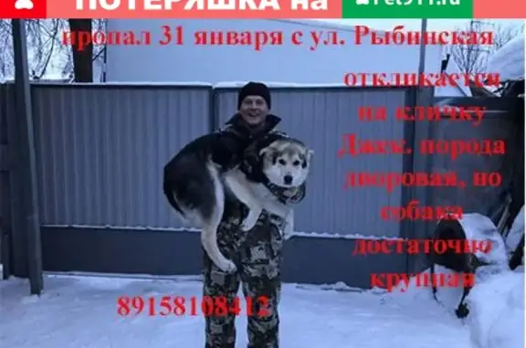 Потерянные животные Иваново, фото: Пропала собака в Иваново, Россия