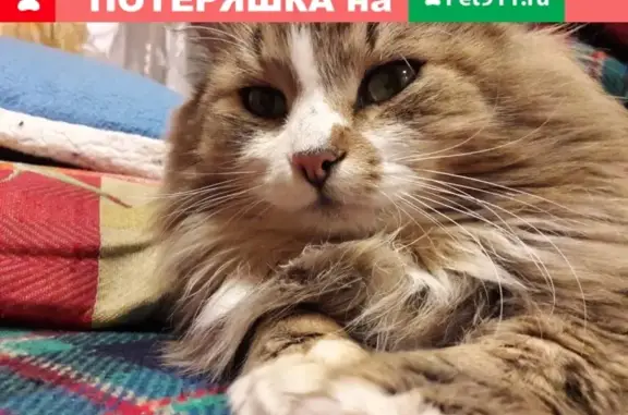 Кошки потеряшки, Владимир, фото: Потеряшка кошка Масик в Владимире, Оргтруд