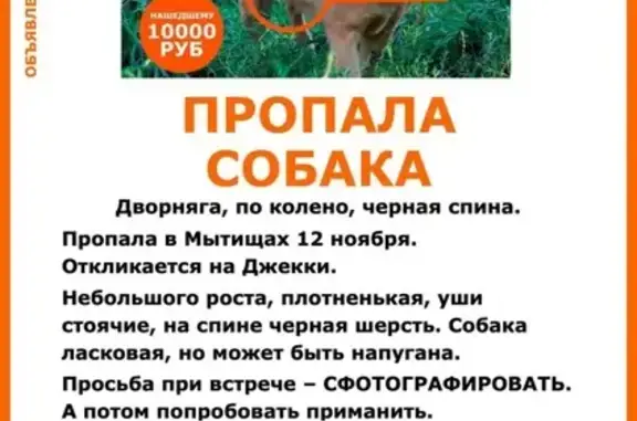 Пропала ручная собака в Москве и области! Окрас - рыжий, без ошейника. Нужна помощь в поиске!