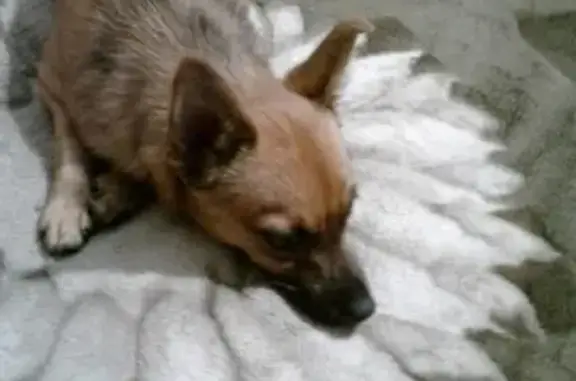 Найдена собака в Новоалтайске, ищем хозяев