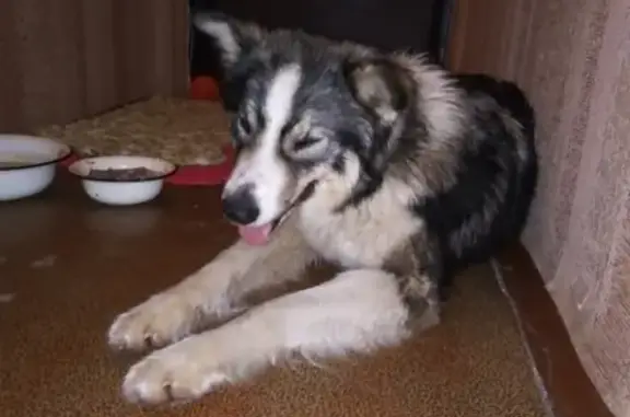 Собака найдена в Шебекино, Белгородская область