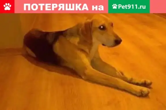 Пропала собака Арчи в Малмыже, Кировская область