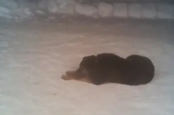 Пропала собака БЕТХОВЕН в г. Березники, Пермский край
