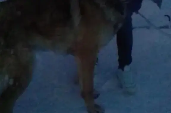 Найдена собака в Среднеуральске!