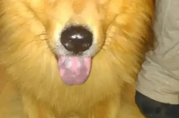 Найдена домашняя собака в Фрязино