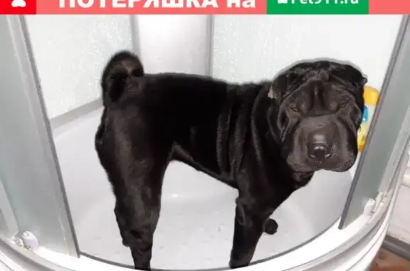 Пропала собака Джесси на перекрестке в Усть-Лабинске