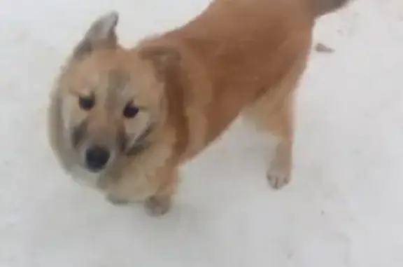 Найдена рыжая собачка-щенок в Мантурово