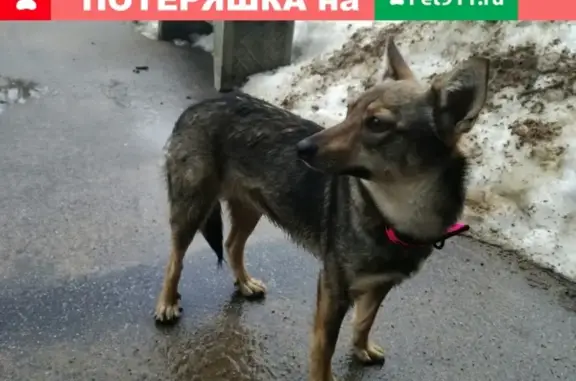 Найдена собака в розовом ошейнике в посёлке Понтонный