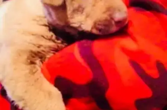 Найден щенок метис шарпея в Краснодаре и Адыгее