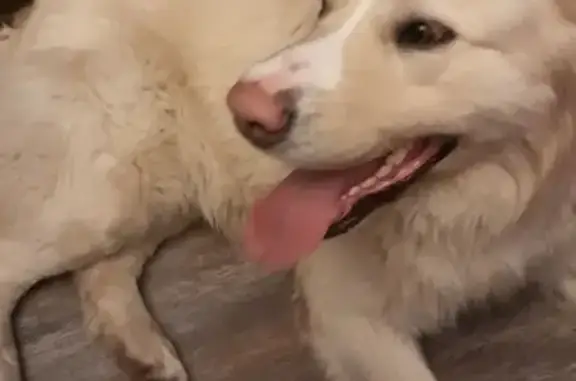 Найдена собака на Комсомольской площади