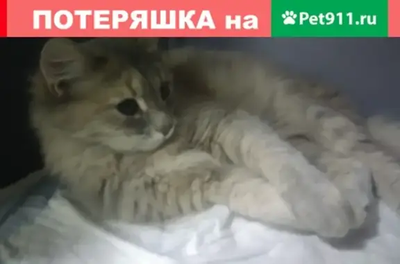Найдена ручная кошка на Пушкина 20