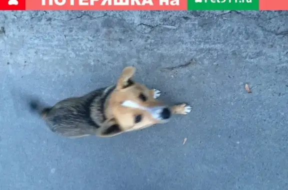 Собака найдена в Гомеле, Беларуси.