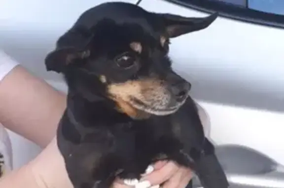 Найдена собака в Майкопе, ищем хозяев или новый дом