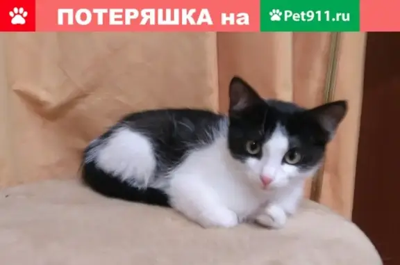 Найден черно-белый котенок (Центр, Екатеринбург)