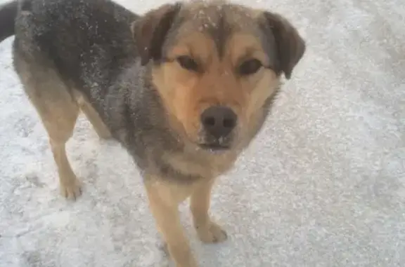 Найдена собака в Бийске, ищут хозяев или новых хозяев
