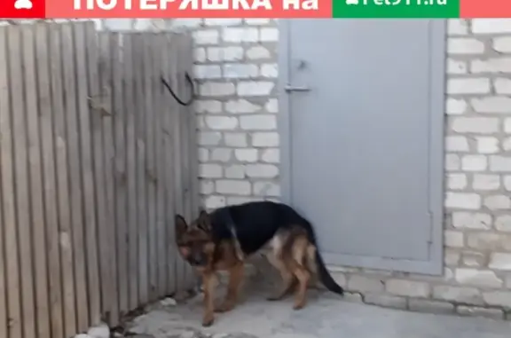 Найдена собака на улице Новосёлов