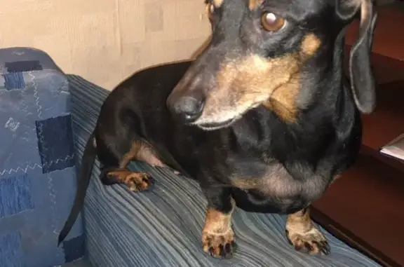 Найдена собака Такса в Челябинске