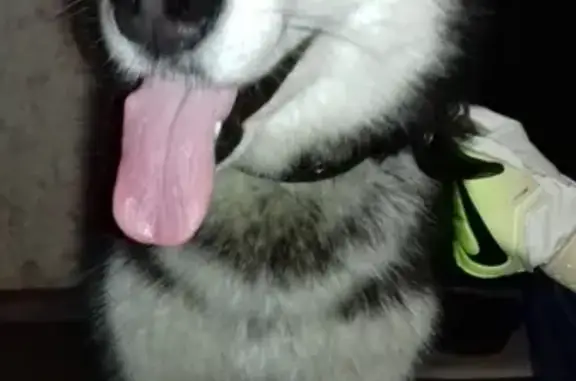 Найдена собака Хаски в Пскове, ищем хозяина