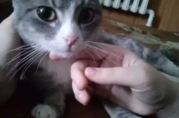 Найдена кошка, Гора, фото: Найден домашний кот в деревне Гора