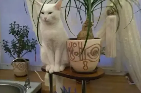 Кошки потеряшки, Набережные Челны, фото: Потеряшка кошка в 27 комплексе, Набережные Челны