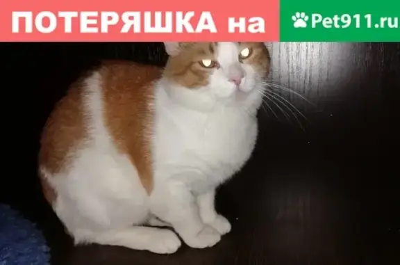 Найден кот на Советской 2, Камешково