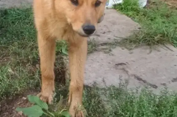 Пропала собака в селе Бабушкина, Карело-финская лайка по кличке Касик
