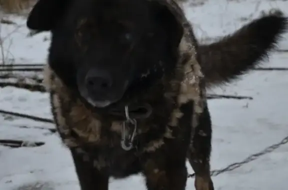 Собаки потеряшки, Горбунки, фото: Потеряшка собака в Горбунках, возрастной, на левом глазу темное бельмо, кличка Арбуз.