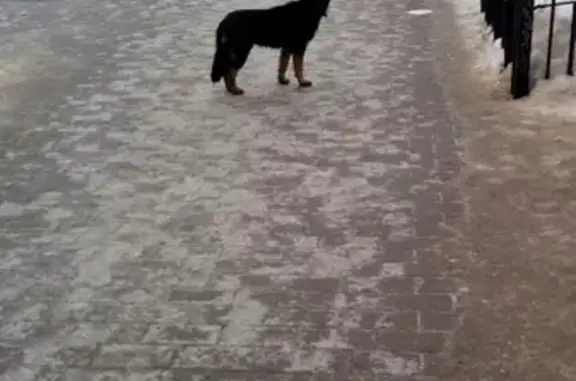 Собака найдена на Плехановской в Воронеже.