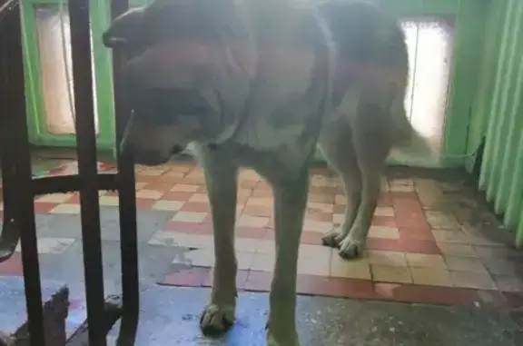 Большая собака в Санкт-Петербурге найдена