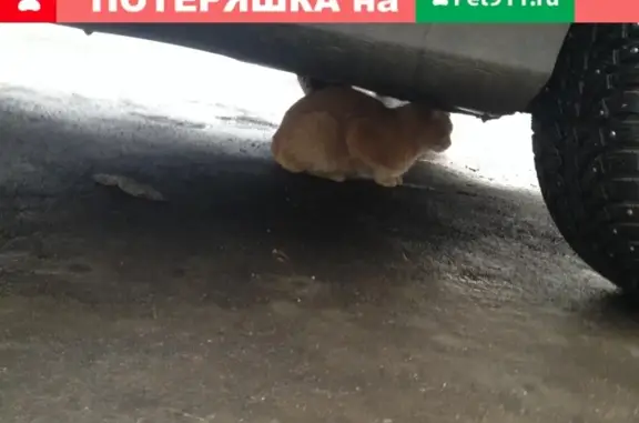 Найдена кошка на улице Авиамоторная, 5