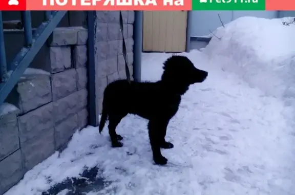 Найдена собака помесь с пуделем, ищем хозяина в Коврове